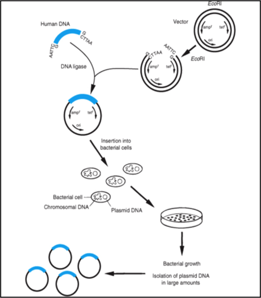 <p>a DNA molecule used to carry and deliver foreign genetic material into a host cell, enabling the replication and amplification of that DNA.</p>