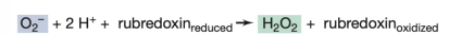 <p>What enzyme is responsible for the reaction shown in the image?</p>