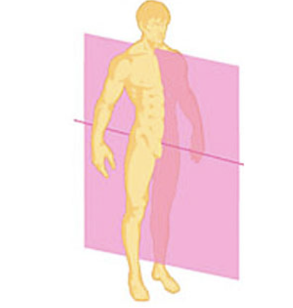 <p>splits into left and right</p>