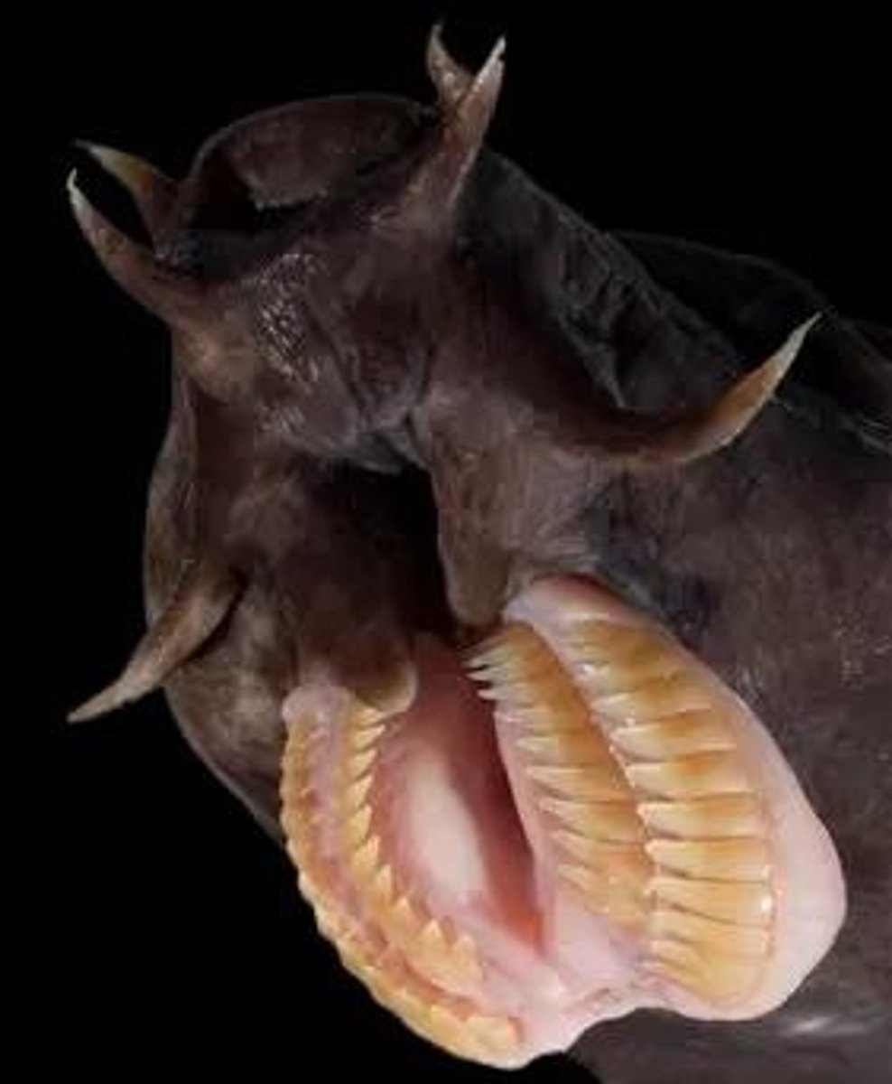 <p>Jawless vertebrates, including classes Myxini and Petromyzontidae.</p>