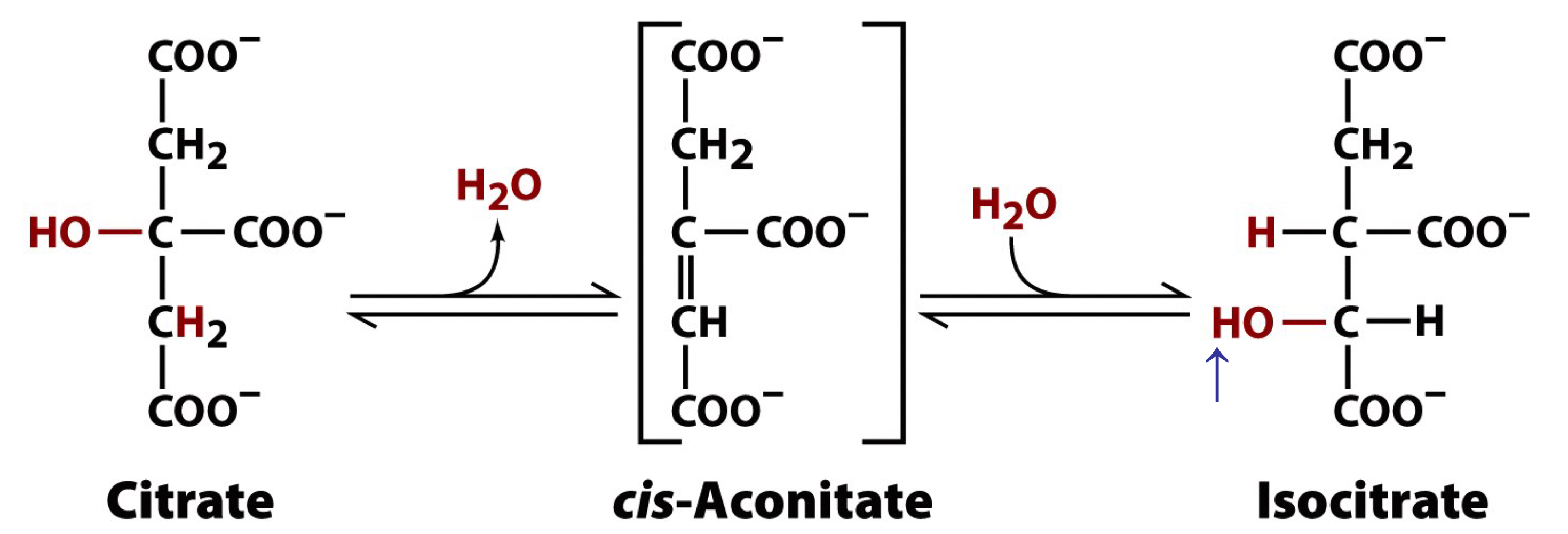 aconitase

aconitase removes H2O from citrate to form the C=C bond of cis-aconitase

stereospecific re-addition of H2O to cis-aconitase forms 2R,3S-isocitrate

isocitrate contains a secondary alcohol that is susceptible to biological oxidation 

metabolically reversible