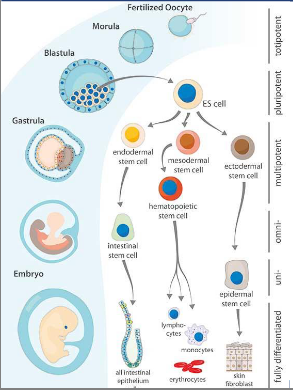 <p>• Derived from the inner cell mass of the early embryo (<strong>blastocyst</strong>)</p><p>• <strong>Pluripotent</strong>: can develop into ANY cell type in the body.</p><p>• Can be grown indefinitely in the lab if they are properly maintained</p><p></p><p><strong>Clinical relevance</strong>:</p><p>• Cell transplantation: functional restoration</p><p>• Disease modelling: <em>in vitro</em> models for animal/human disease</p>