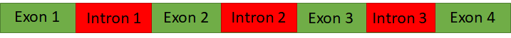 <p>Suppose there is a gene called “bicycle”. The pre-mRNA of this gene contains four exons:</p><p>Exon 1 = “frame”<br>Exon 2 = “disc brakes”<br>Exon 3 = “V-brakes”<br>Exon 4 = “wheels”</p><p>Suppose you want to customize this “bicycle” to have only “disc brakes”, but not "V-brakes". Which mature mRNA splice product would achieve this purpose?</p><p>NOTE: A bicycle is defined as having a frame, wheels, and brakes.</p><p>a. Ex1-Ex2-Ex3-Ex4</p><p>b. Ex1-Ex2-Ex4</p><p>c. Ex1-Ex3-Ex4</p><p>d. Ex1-Ex4</p>