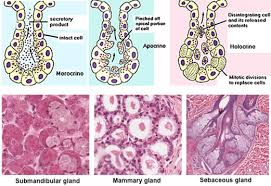 <p>portions of apical portion of the cellular body </p>