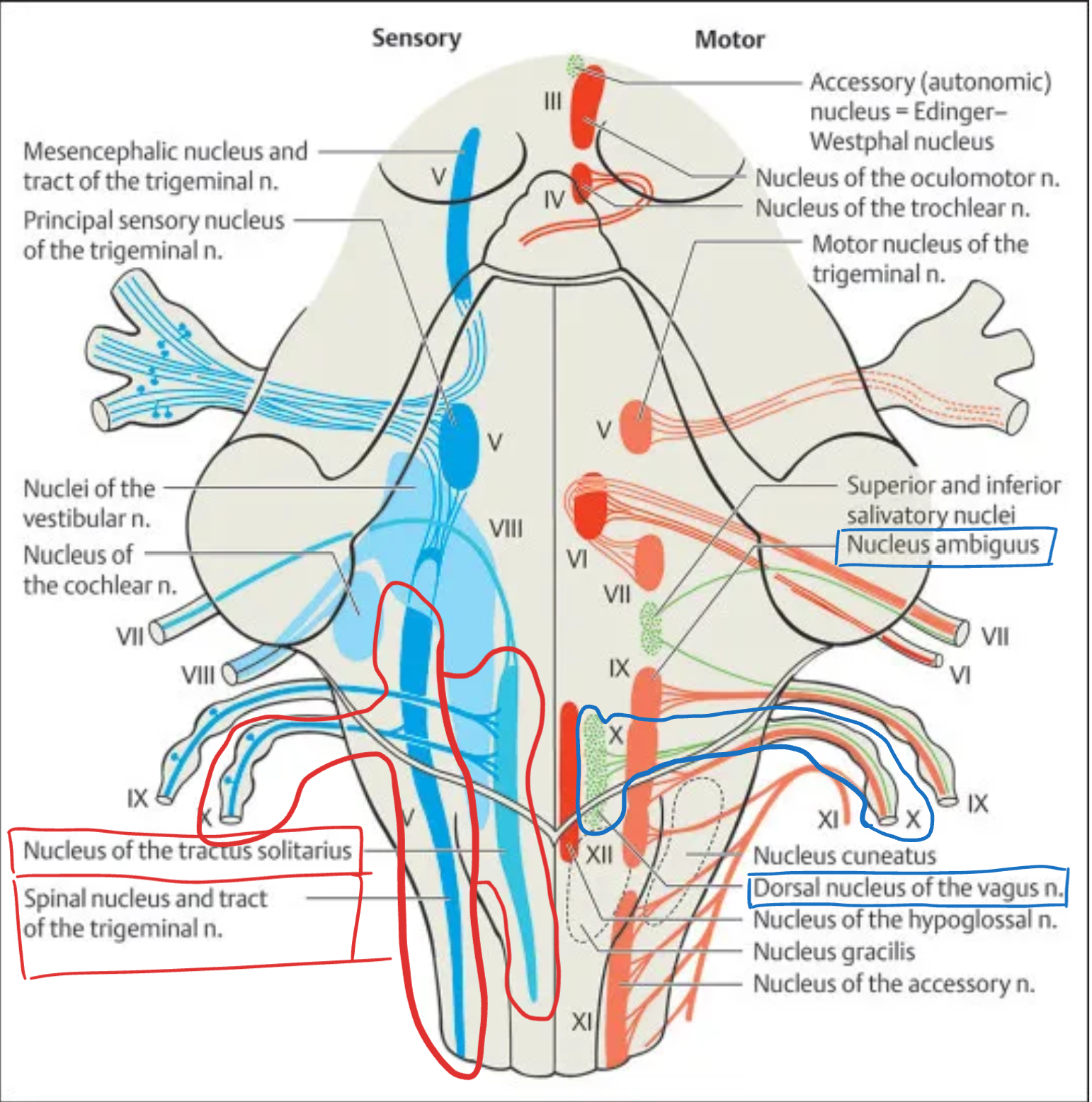 <p><strong>Vagus (X)</strong></p>