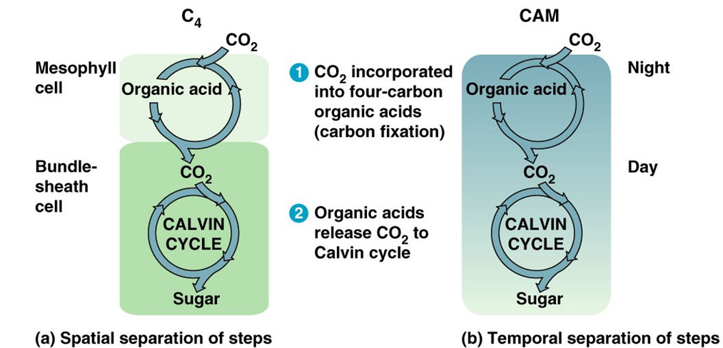 <ul><li><p> C4 plants perform the Calvin Cycle in the bundle-sheath cells.</p></li><li><p>CAM plants open their stomata at night and store the CO2 until  morning.</p></li></ul><p></p>