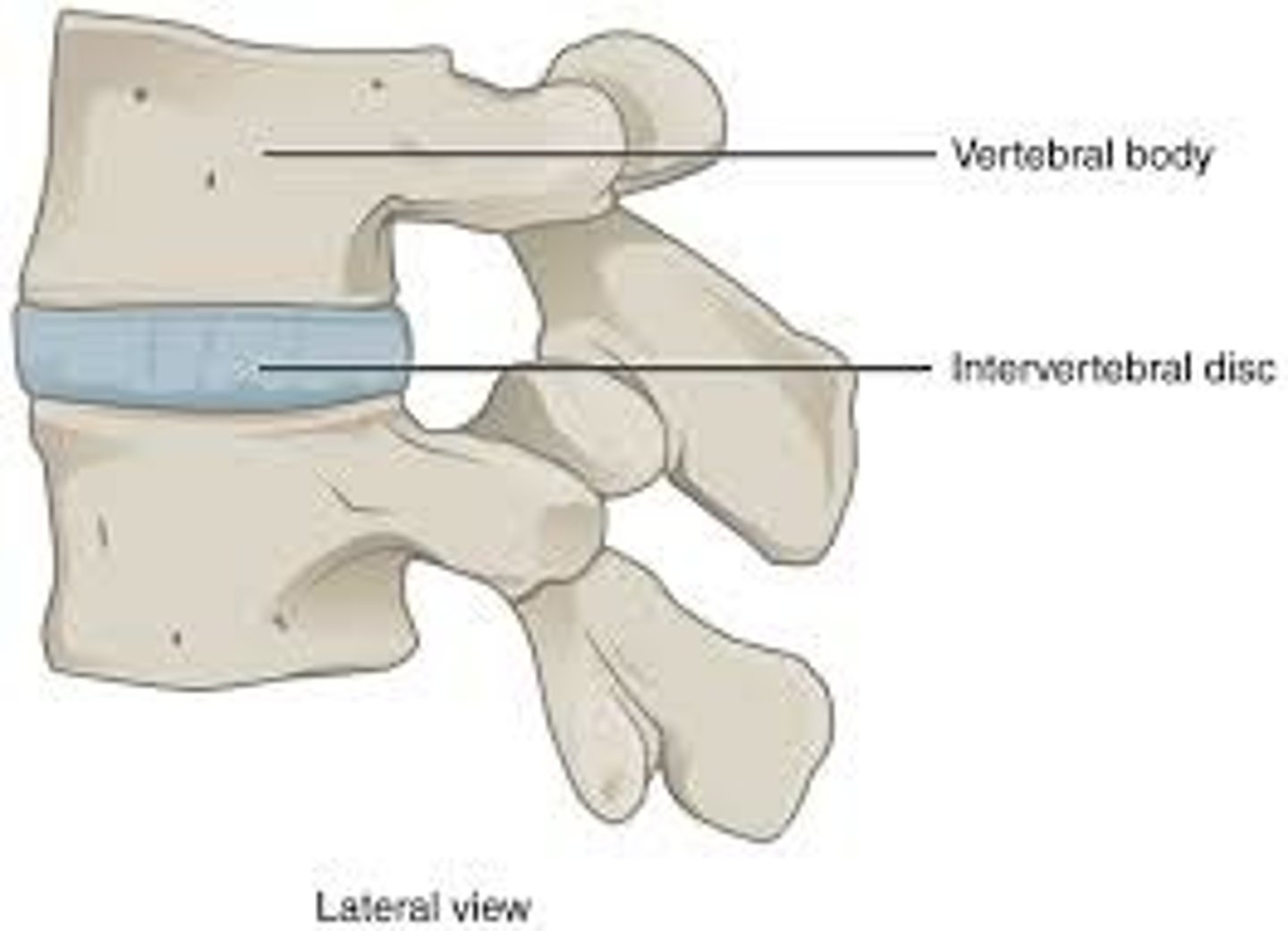 <p>Slight movement (vertebrae).</p>