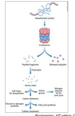 <p>free amino acids</p><ul><li><p>ubiquitinated proteins are processed to <strong>peptide fragments</strong></p></li><li><p>ubiquitin is <strong>removed and recycled</strong> prior to protein degradation</p></li><li><p>peptide fragments are further digested to yield free AA which can be used for biosynthetic reactions; most notably protein synthesis</p><ul><li><p>alternatively, the amino group can be <strong>removed</strong> and processes to <strong>urea</strong> and the carbon skeleton can be used to synthesize <strong>carbohydrate or fats</strong> or used directly as <strong>fuel</strong> for cellular respiration</p></li></ul></li></ul><p></p>