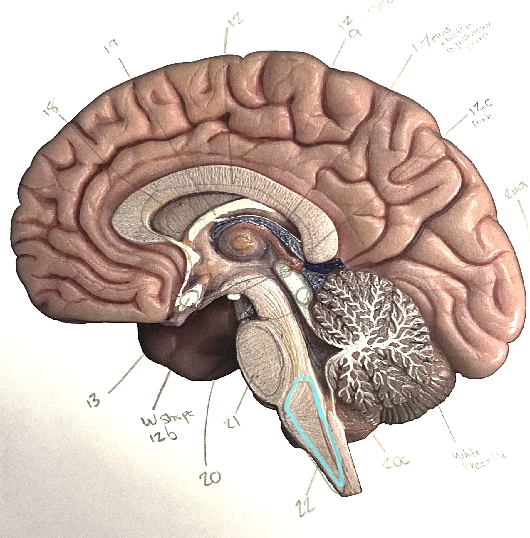 knowt flashcard image