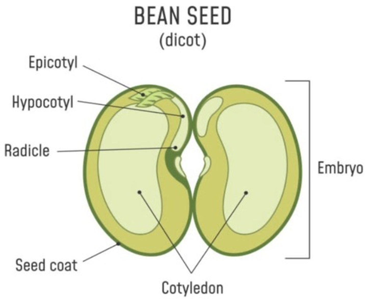 <p>Stores its food in the two cotyledons.</p>