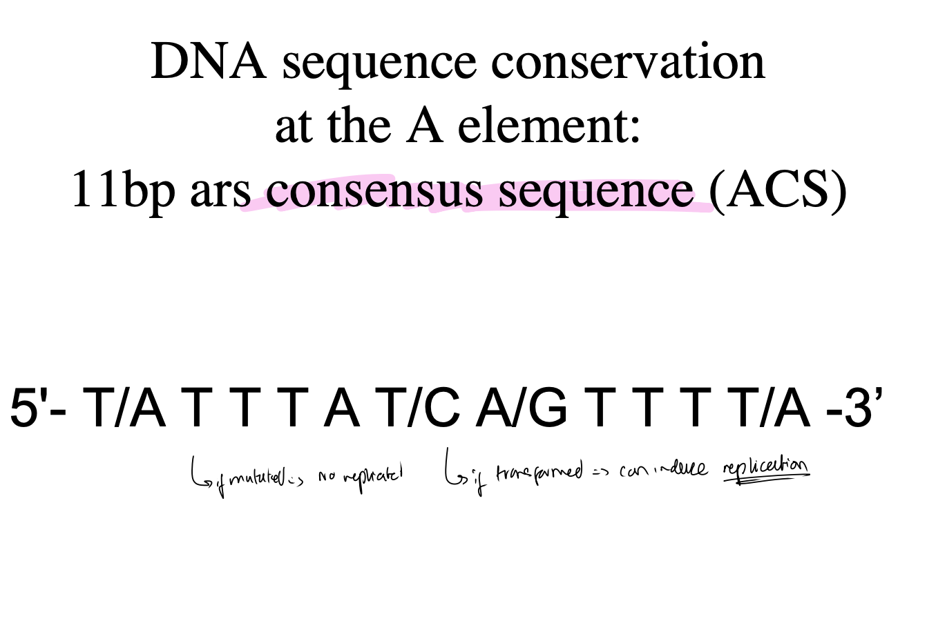 <p>11bp consensus sequence (ACS)</p><p></p>