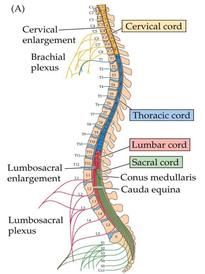 <p>What are the levels of the <em><u>cervical</u></em> and <em><u>lumbosacral enlargements?</u></em></p>