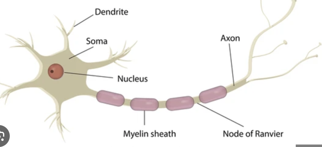 <p>Soma-cell body and contains nucleus and all info</p><p>Dendrites-receive info from other sensory cell and can develop new dendrites</p><p>Axon-sends and transmits signal</p><p>Myelin Sheath-like white matter in brain</p><p>Terminal Button-where neuron stores neurotransmitters and then sends it via synaptic connection</p>