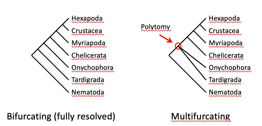 <p>Bi: 2 branches from it and <span style="color: blue;"><strong>FULLY RESOLVED</strong></span></p><p>Multi: have<span style="color: purple;"><strong> POLYTOMY</strong></span> (don’t know relationships of 2 groups)</p>