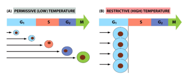 <p>CDC (cell division cycle) genes were discovered in yeast through temperature-sensitive mutants.</p><p>At normal temperature, these mutant yeast cells could divide normally.</p><p>At restrictive (higher) temperature, the mutant CDC gene product misfolded or lost function.</p><p>This caused the cells to arrest at a G1 of the cell cycle</p>