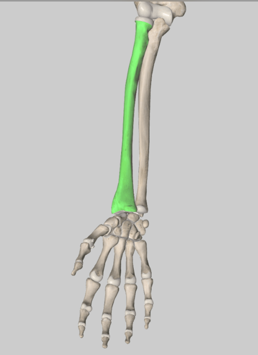 <p>identify the bone </p>