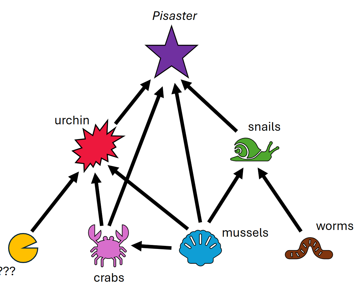 <ul><li><p><span><strong><span>Direct interactions</span></strong><span> occur between two species where one directly affects the other</span></span></p><ul><li><p><span><span>Predation or mutualism</span></span></p></li></ul></li><li><p><span><strong><span>Indirect interactions</span></strong><span> occur when the relationship between two species is mediated by one or more additional species</span></span></p><ul><li><p><span><span>Trophic cascade → A change in a food web—usually caused by a change in an important predator—that causes changes in the abundance of other species in the web</span></span></p></li></ul></li></ul><p></p>