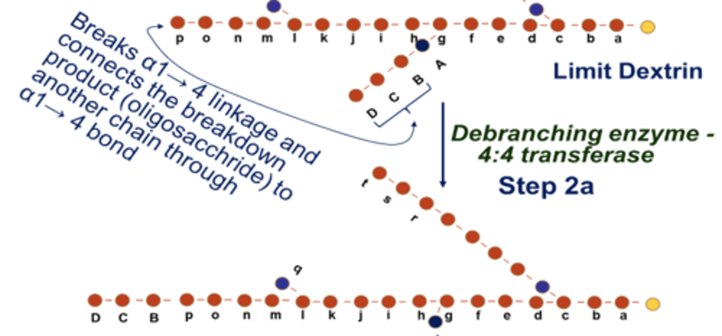 <p>removal of branches</p><p>- removal and transfer of branches by debranching enzyme (4:4 transferase from limit dextrin)</p>