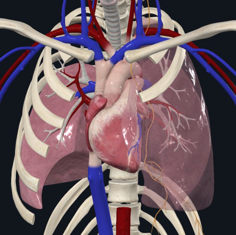 <p><span>Liên quan qua ngoại tâm mạc với thần kinh hoành trái; qua thêm màng phổi, nó liên quan với mặt trung thất phổi trái</span></p>