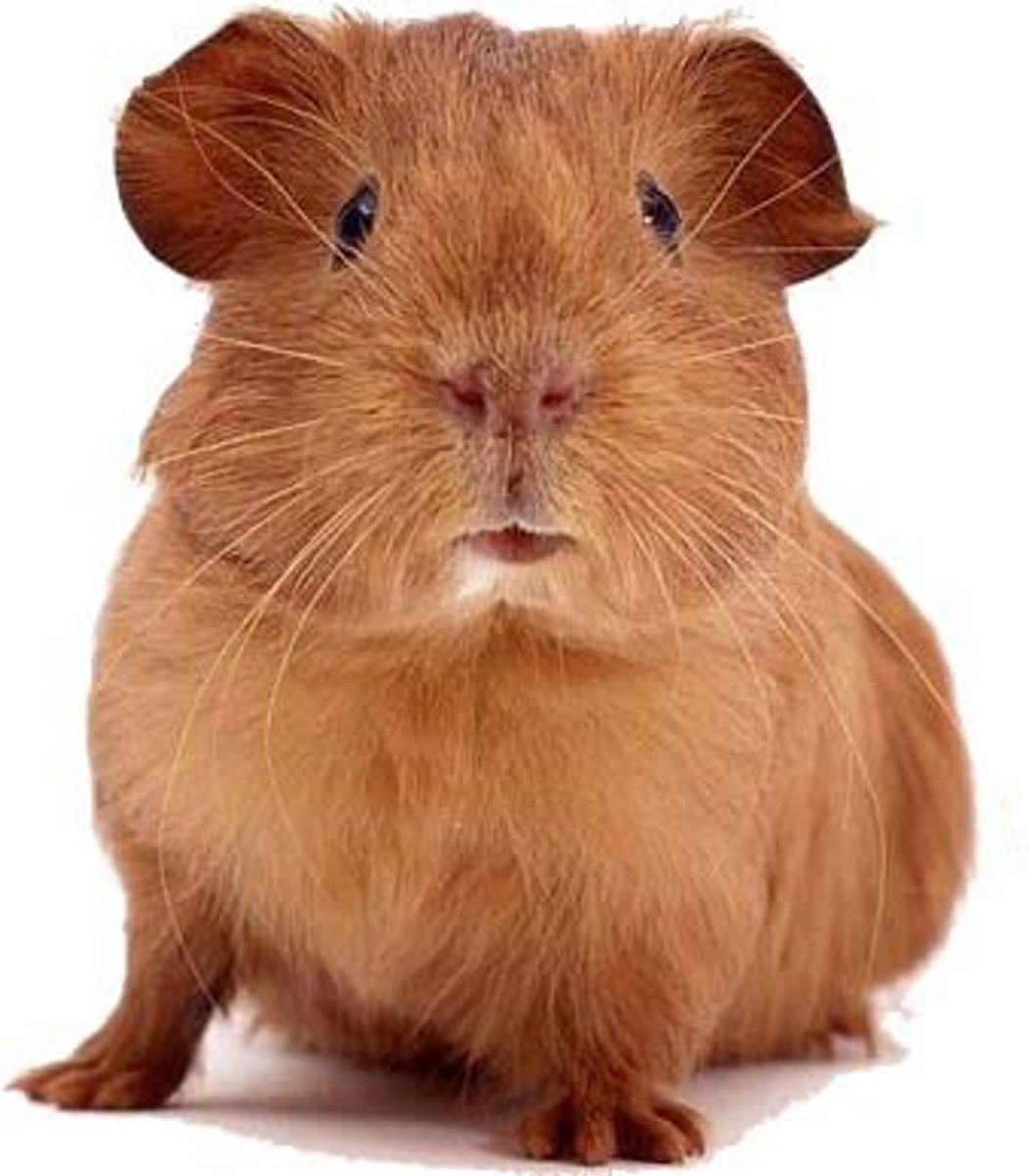 <p>A guinea pig</p>