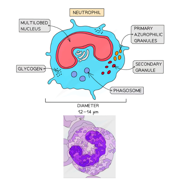 <ul><li><p><strong>Structure</strong>:</p><ul><li><p>Neutrophils have a <strong>multi-lobed nucleus</strong>.</p></li><li><p>Cytoplasmic granules stain pink or purple-blue.</p></li></ul></li><li><p><strong>Function</strong>:</p><ul><li><p>First responders to bacterial infection through <strong>phagocytosis</strong>.</p></li></ul></li><li><p><strong>Microscope Identification</strong>:</p><ul><li><p>Up to <strong>70% of all leukocytes</strong> are neutrophils, making them easy to spot.</p></li><li><p>Recognizable due to granules and nucleus shape.</p></li></ul></li></ul><p></p>