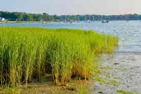 <p>Saltmarsh cordgrass</p>