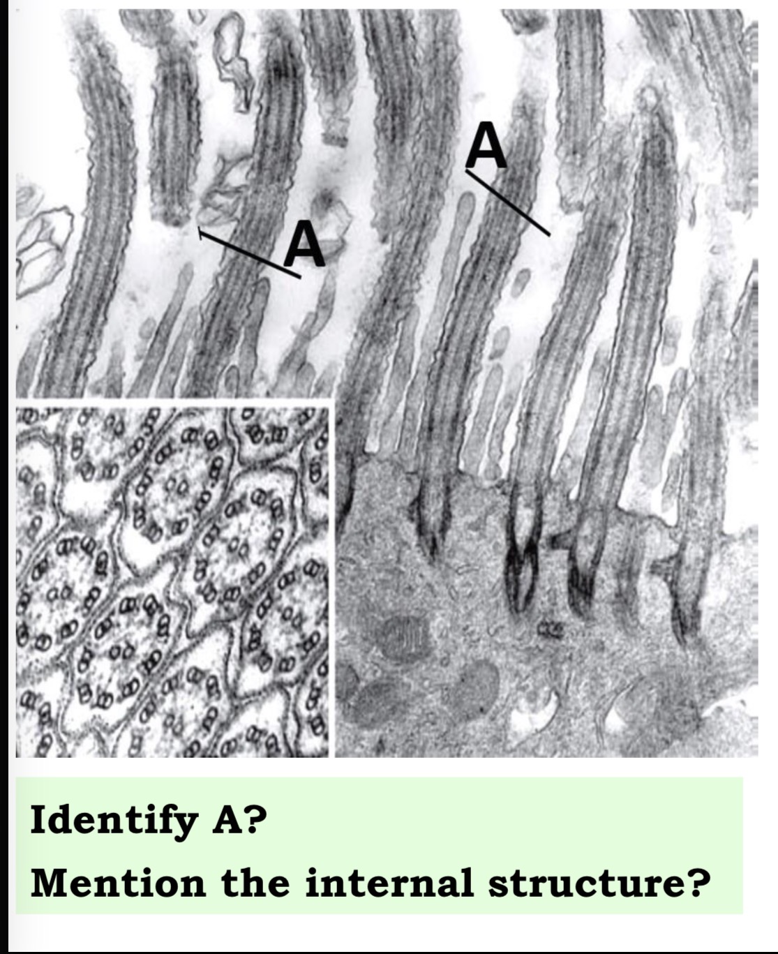 <p>Answer the questions in these following pictures</p>