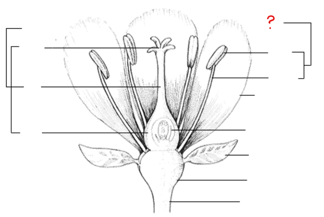 <p>consists of the anther and the stalk and filament; usually contains one vascular bundle</p>