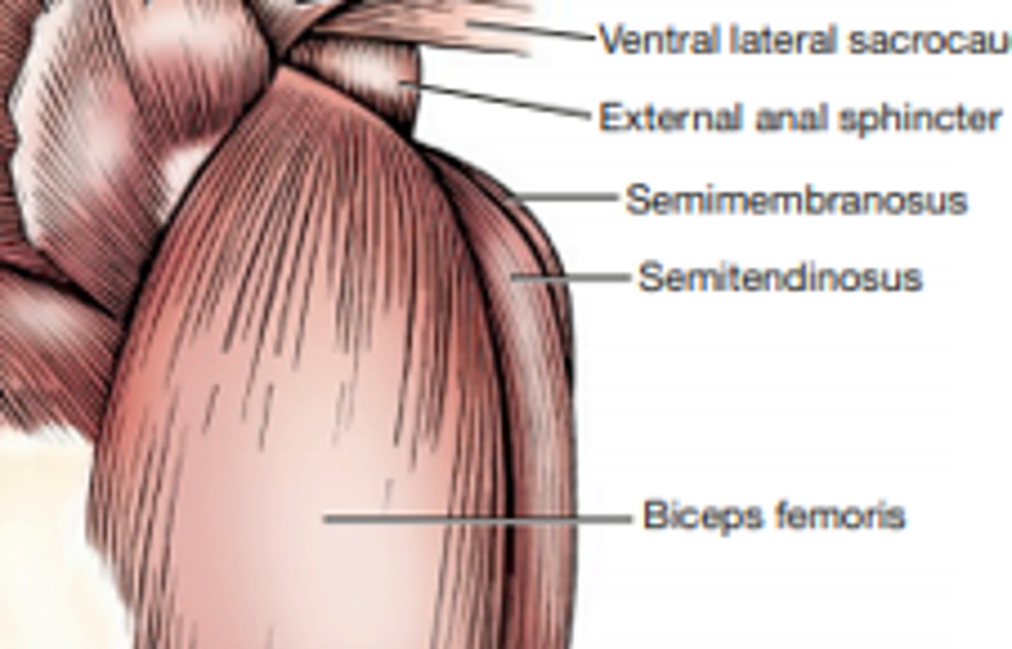 <p>Ischial tuberosity</p>