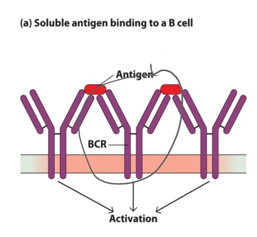 <p>in _s, antibody is retained on surface</p>