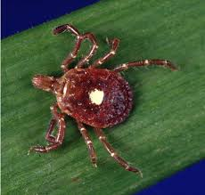 <p>ID external parasite </p><p>lone star tick</p>