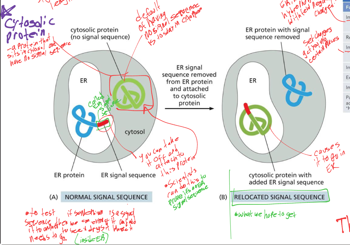 <p>it is when scientists extract the ER signal sequence from one protein and add it to the cytosolic protein to see if it travels into the ER</p>