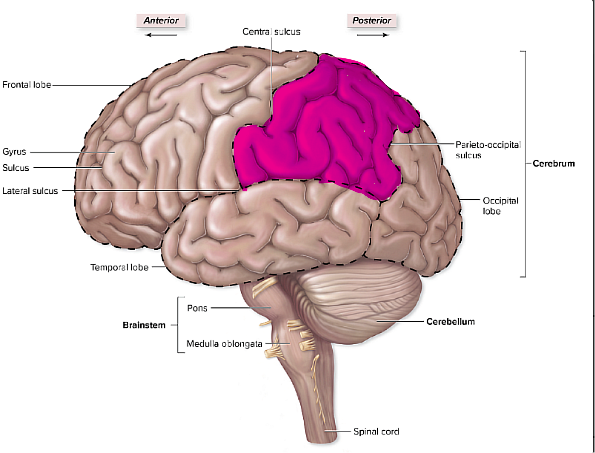 <p>it is posterior to the central sulcus and the frontal lobe, </p><p>it also has the <u>primary somatosensory cortex</u>, right posterior to the central sulcus</p><p>pertains to things such as the somatic hot, cold, touch, pain, and is where we consciously interpret information</p>