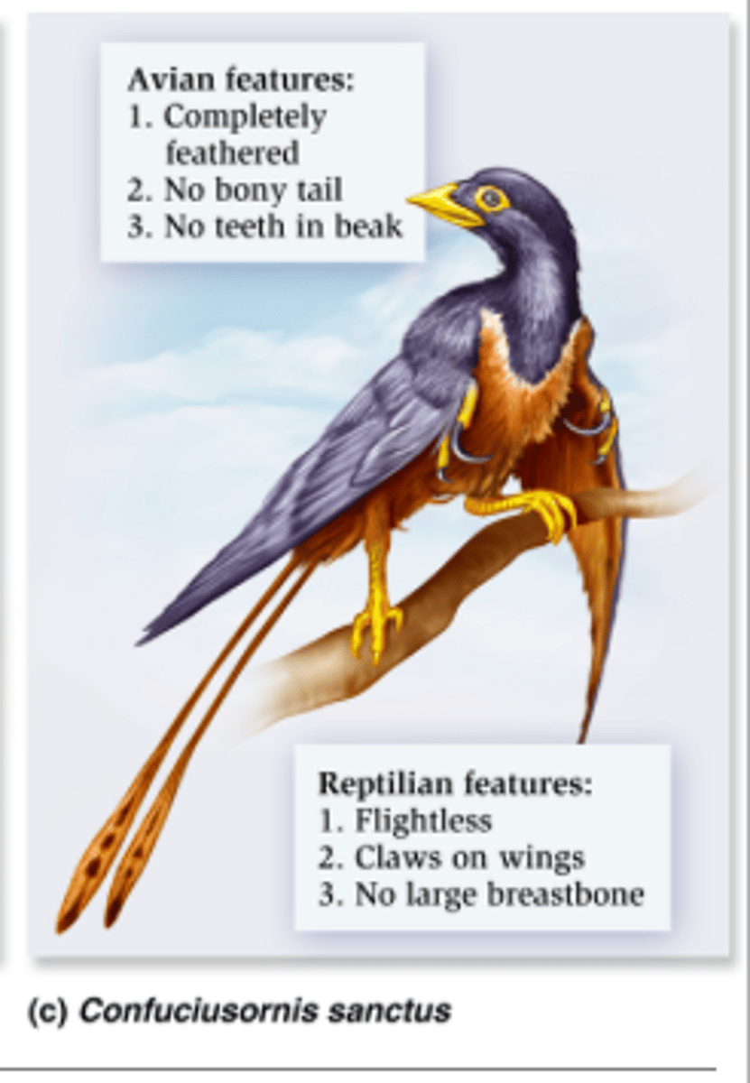 <p>Earliest known bird with true beak, toothless, clawed fingers, mix of primitive and modern bird features</p>