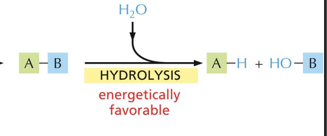<p>hydrolysis (water is added)</p>