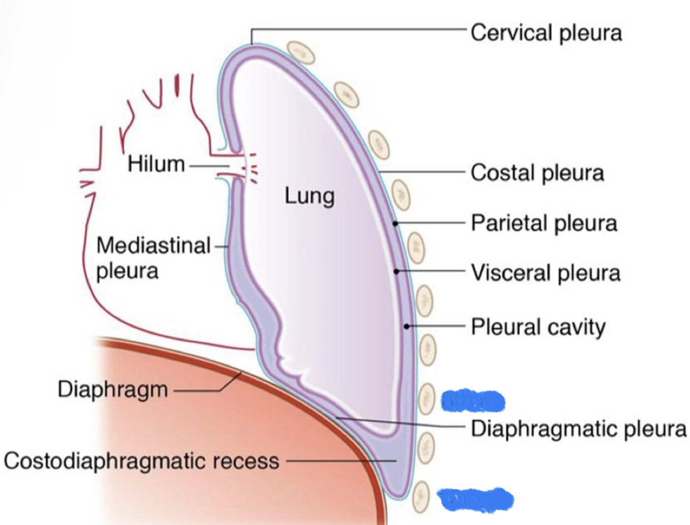 What structure is highlighted in blue?