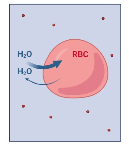 <p>Is this a Hypotonic, Hypertonic, or Isotonic solution</p>