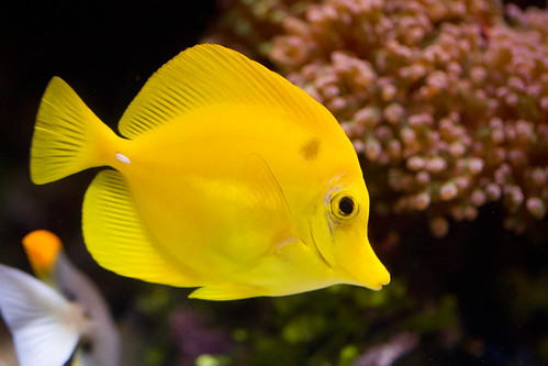 An abiotic factor, the levels of oxygen in water can affect animals in aquatic environments