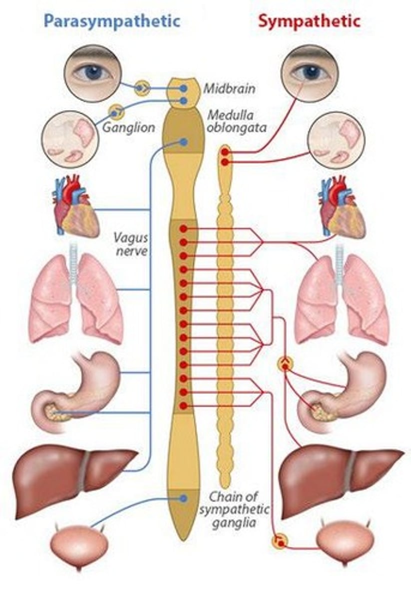 <p>Autonomic motor.</p>