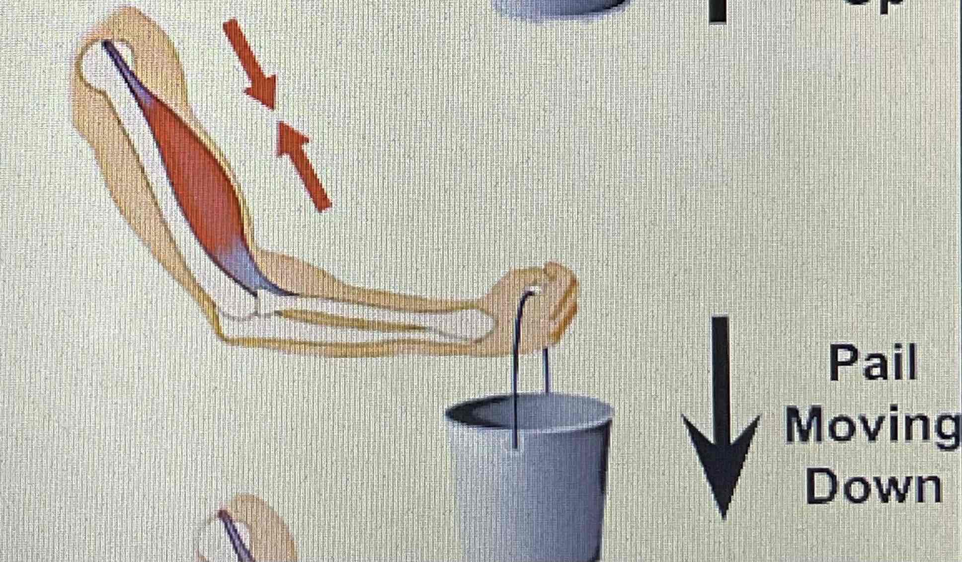 <p>Muscle fibres lengthen while performing a movement</p>