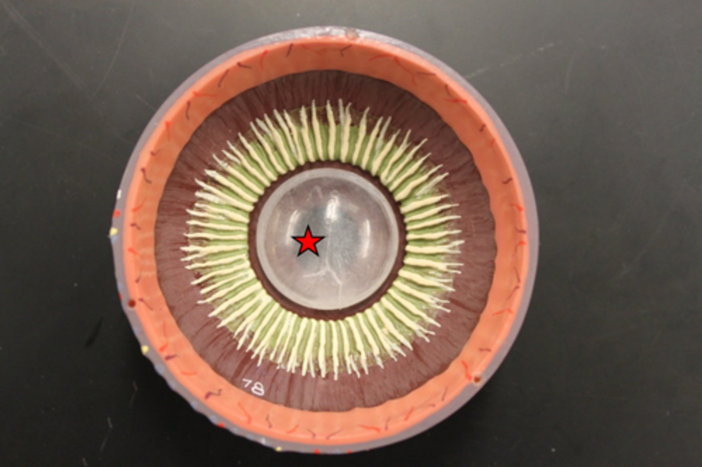 <p>Sits directly behind the pupil. This is a clear layer that focuses the light the pupil takes in.</p>