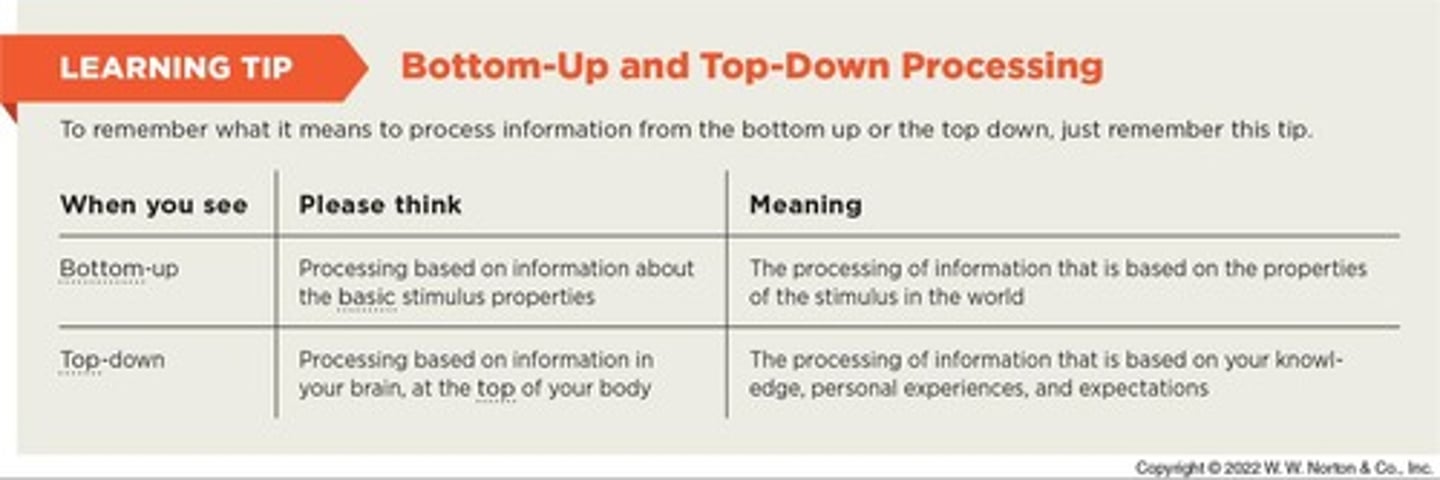 <p>The perception of objects due to analysis of environmental stimulus input by sensory receptors, influencing more complex, conceptual processing of that information in the brain.</p>