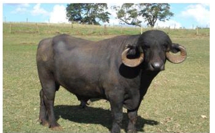 * cor negra e corpo mais longo que a raça Murrah, pescoço e cabeça maciços
* cornos pesados e longos e tendem a ir até abaixo da direção dos olhos, terminando em formato espiralado para trás
* é a maior raça quando comparada as demais
* aptidão para carne e leite