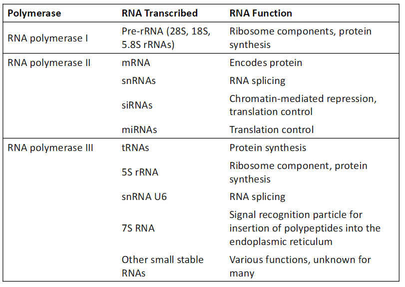 <ul><li><p>Don’t memorize chart</p></li><li><p>Know:</p></li><li><p>Pol I transcribes rRNA</p></li><li><p>Pol II transcribes mRNA</p></li><li><p>Pol III transcribes tRNA</p></li></ul><p></p>