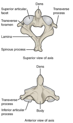 <ul><li><p>7 cervical vertebrae (neck)</p></li><li><p>12 thoracic vertebrae (articulate with 12 pair of ribs)</p></li><li><p>5 lumbar vertebrae</p></li><li><p>1 sacrum (5 fused vertebrae</p></li><li><p>1 coccyx (4 fused vertebrae)</p></li><li><p>atlas- most superior/first cervical vertebra</p><ul><li><p>holds up skull like mythology</p></li></ul></li><li><p>Axis- second cervical vertebra. </p><ul><li><p>rotates around a prominence called DENS/Odontoid process</p></li><li><p>looks like a tooth</p></li></ul></li></ul><p></p>