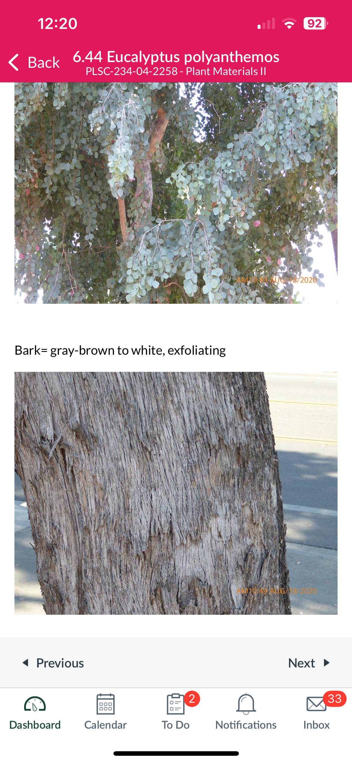 <p>Silver dollar gum</p>