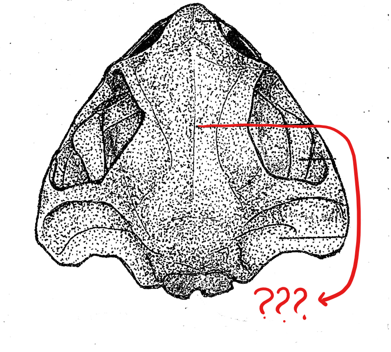 <p>located on the skull (dorsal view); pair of elongated bones anterior to the exoccipitals; formed by the union of the frontal and parietal bones, and form the dorsal covering of the skull</p>