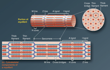 <p>-Consists of remaining portion of thin filaments that do NOT projects into the A band</p><p>contains the Z line</p><p>ONLY thin filaments from two adjacent sarcomeres</p>