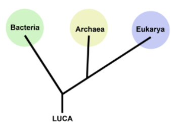 bacteria, eukaryotes, archaea