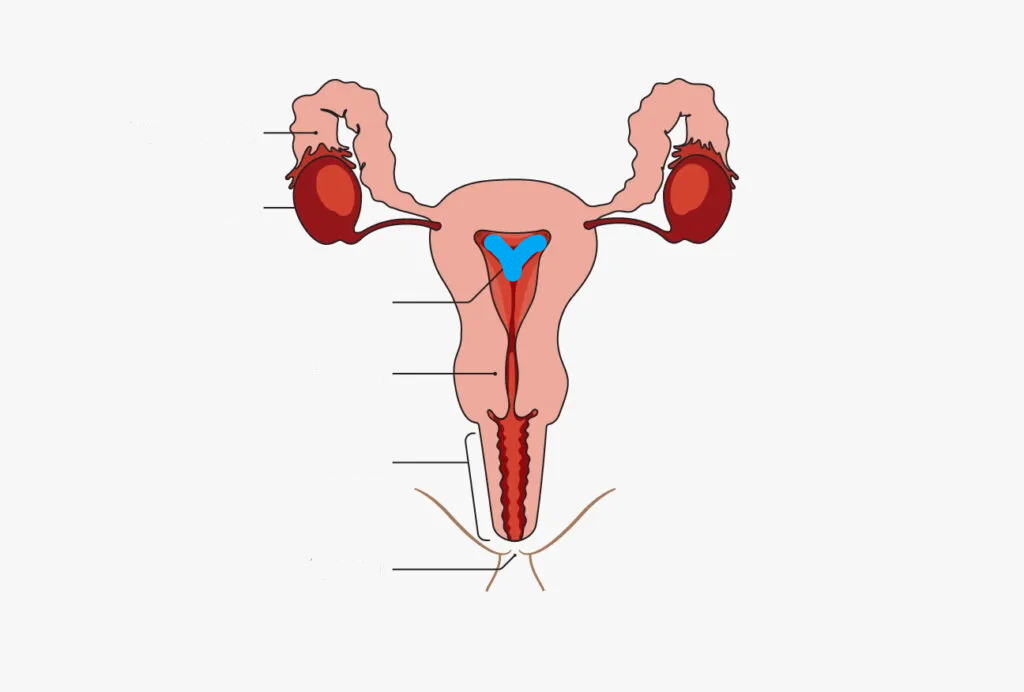 <p>What part of the Female reproductive system is this?</p>